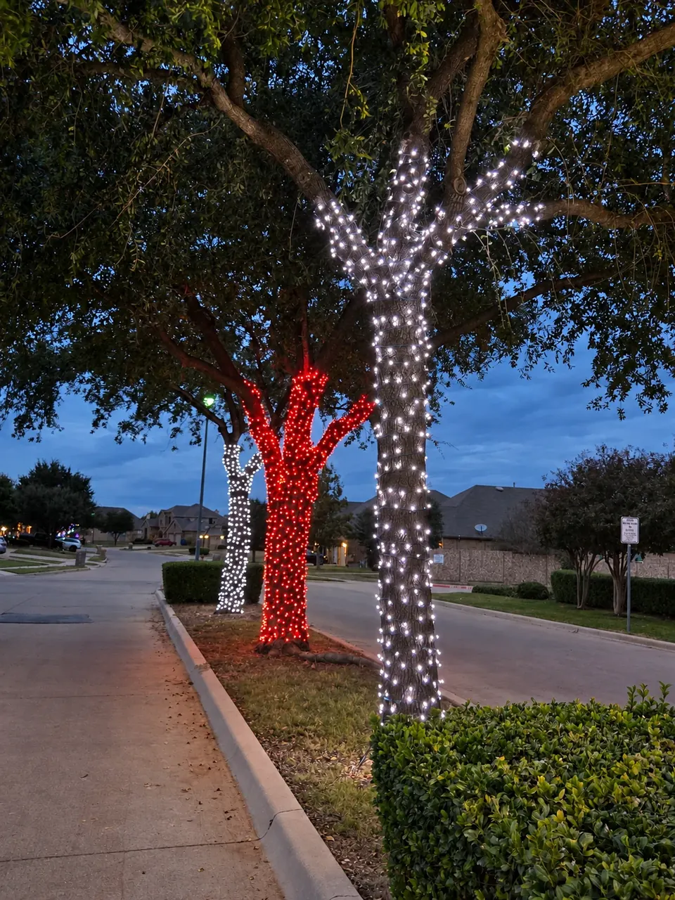 Red and white Christmas lights wrapped around trees along a neighborhood street at dusk