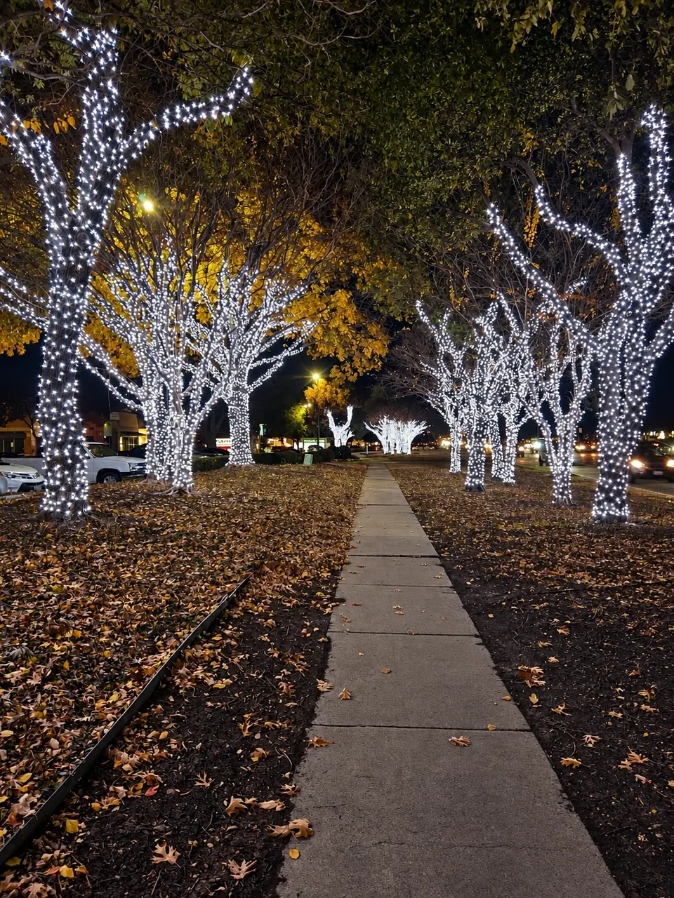 White Christmas lights on trees along a community walkway